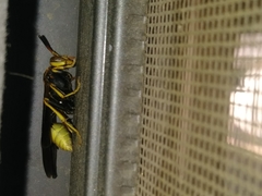 Mischocyttarus navajo