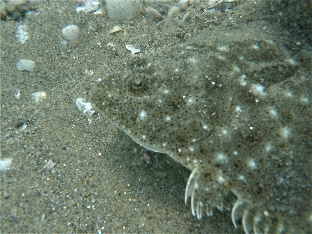 Dappled Flounder