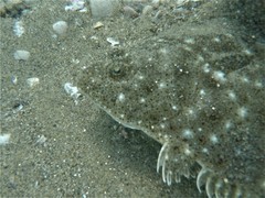 Paralichthys woolmani