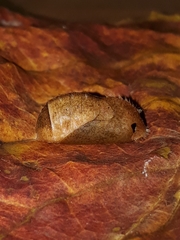 Pseudolycaena marsyas