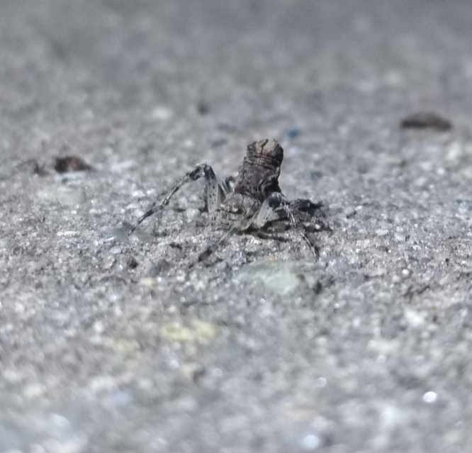 orb weavers