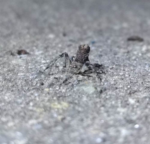 orb weavers