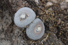 Epithelantha unguispina