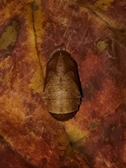 Pseudolycaena marsyas