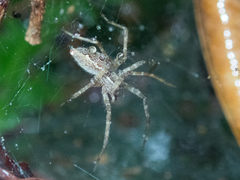 Dendrolycosa robusta