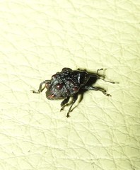 Hybophorus rufotuberosus