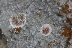 Squamulea galactophylla