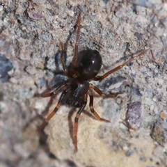 Phrurolithidae