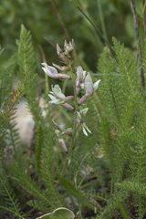 Oxytropis ornata