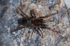 Phrurolithidae