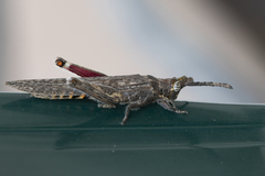 Retuspia validicornis