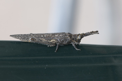 Retuspia validicornis