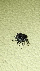 Hybophorus rufotuberosus