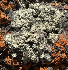 Lecanora argopholis