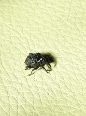 Hybophorus rufotuberosus