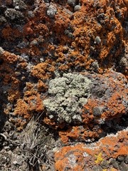 Lecanora argopholis