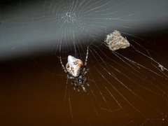 Cyclosa confusa