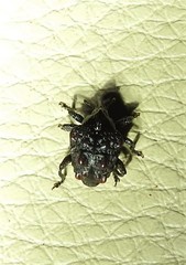 Hybophorus rufotuberosus