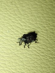 Hybophorus rufotuberosus