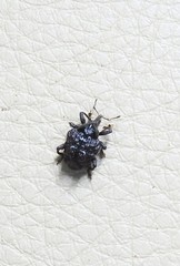 Hybophorus rufotuberosus