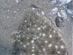 Paralichthys woolmani