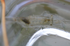 Palaemon paludosus