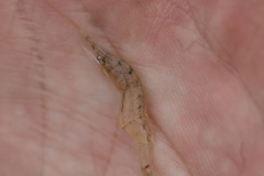 Palaemon paludosus
