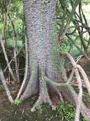 Ceiba insignis