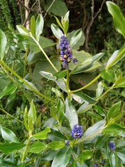 Monnina phillyreoides