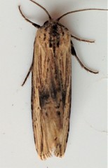 Crambodes talidiformis