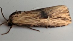 Crambodes talidiformis