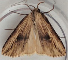 Crambodes talidiformis