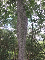 Ceiba insignis