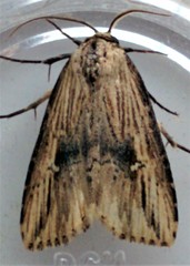 Crambodes talidiformis