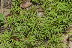 Bidens lemmonii