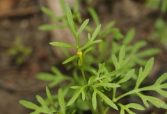 Bidens lemmonii