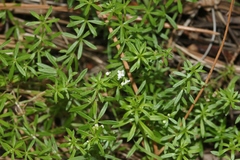 Galium mexicanum