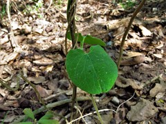 Matelea hirtelliflora