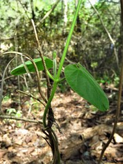Matelea hirtelliflora