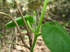 Matelea hirtelliflora