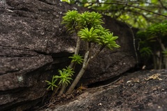 Peperomia dolabriformis