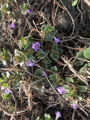 Glechoma hederacea