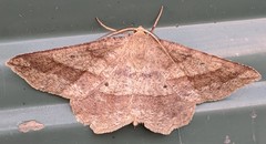 Euchlaena marginaria