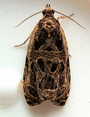 Olethreutes tilianum