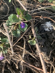 Glechoma hederacea