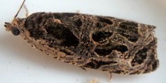 Olethreutes tilianum