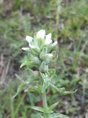 Castilleja arvensis