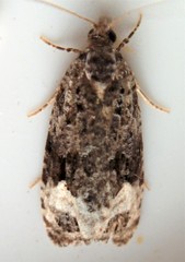 Apotomis capreana