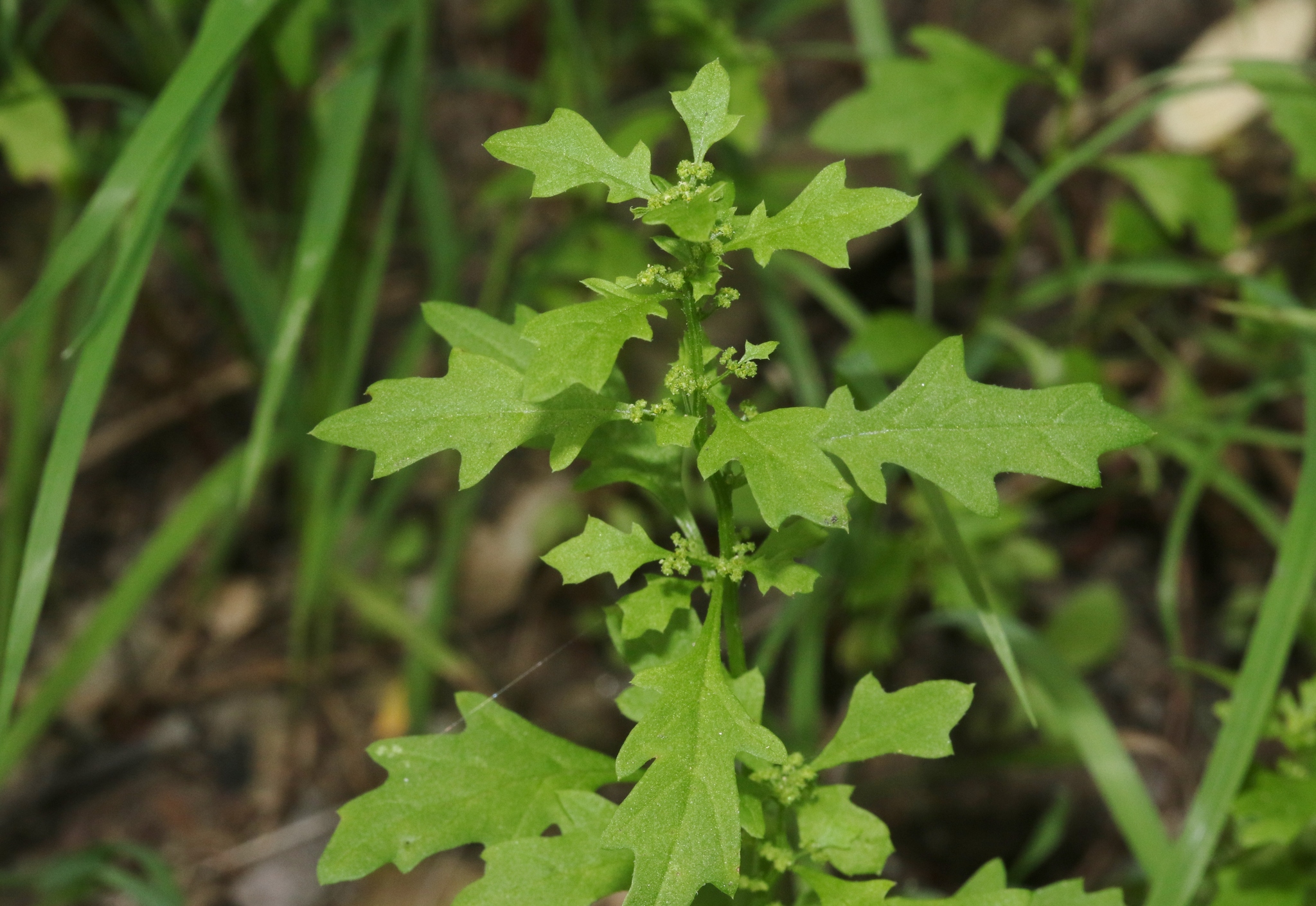 Dysphania
