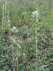 Castilleja arvensis